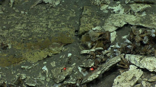 Dead cup corals at the base of an escarpment. Picture