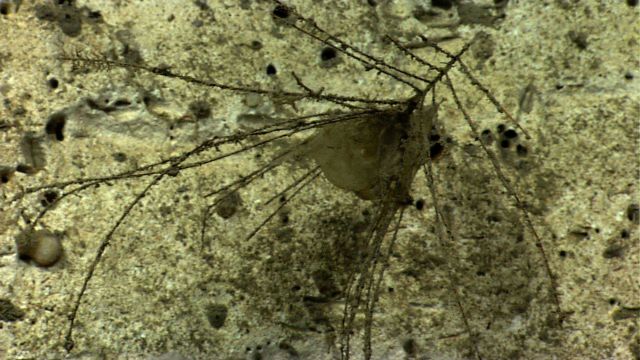 Dead coral bush and blackening corals on a canyon wall. Picture