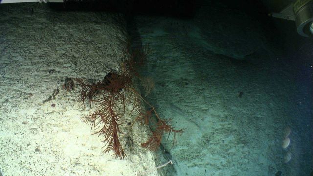 Orange black coral bush on canyon wall. Picture