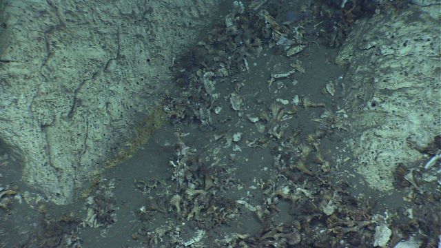 Dead cup coral debris in sediment chute. Picture