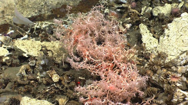 Pinkish-white acanella coral bush in an area strewn with dead cup coral debris Picture