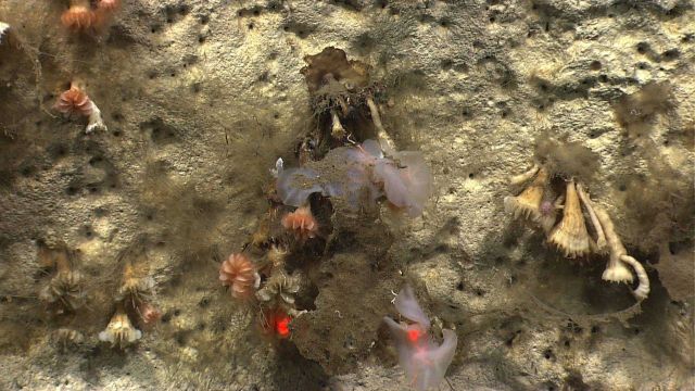 Live healthy looking cup corals in close proximity to dead cup corals Picture