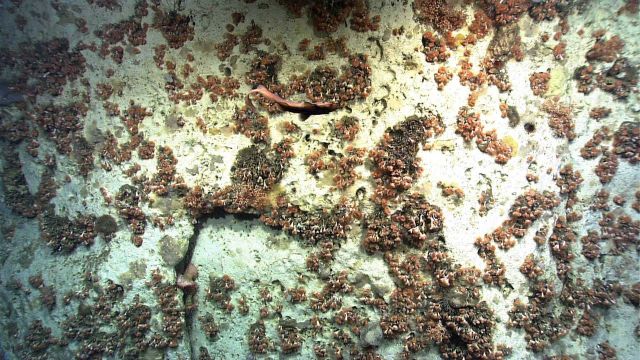 An aggregation of cup corals on a canyon wall Picture