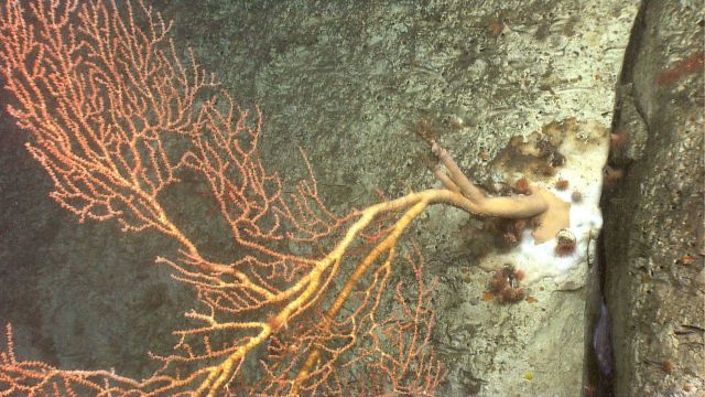 A large Paramuricea coral jutting out from the canyon wall. Picture