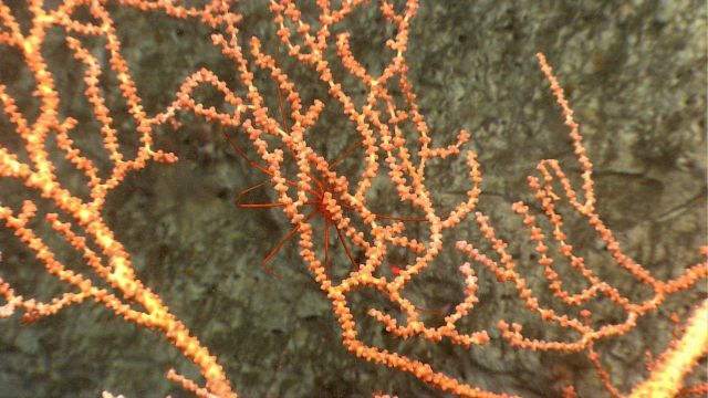 A pycnogonid sea spider is seen on the branches of a Paramuricea coral bush. Picture