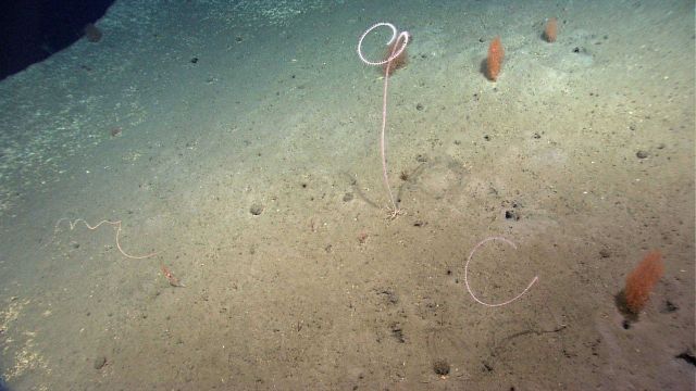 Pink whip corals and orange Acanella sp Picture