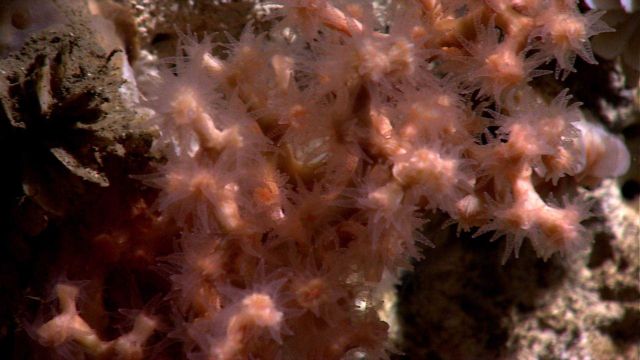 Lophelia pertusa coral with polyps extended. Picture