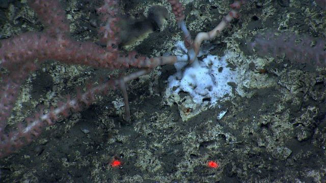 The base of a large and robust bamboo coral bush with polyps extended. Picture