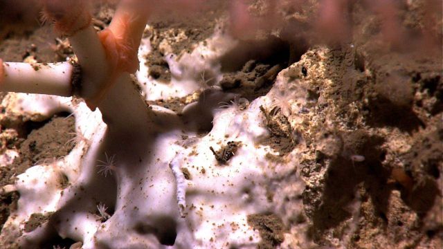 Closeup of the base of the large bamboo coral seen in image expn2653 Picture