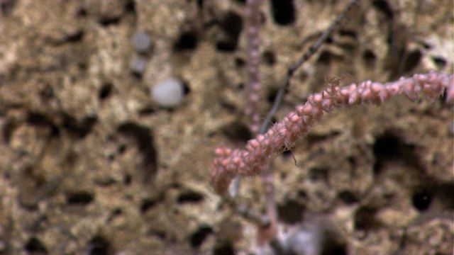 A small sea spider on a coral bush branch with polyps retracted. Picture