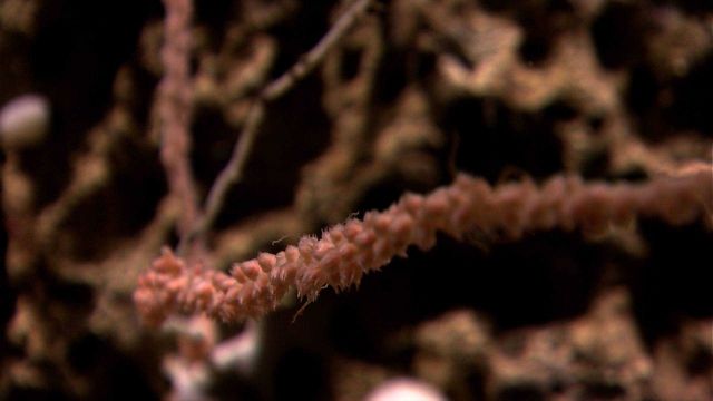 Coral bush branch with polyps retracted. Picture