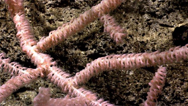Bamboo coral with polyps extended. Picture