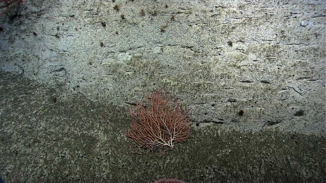 Large bamboo coral bush growing vertically parallel to canyon wall Picture