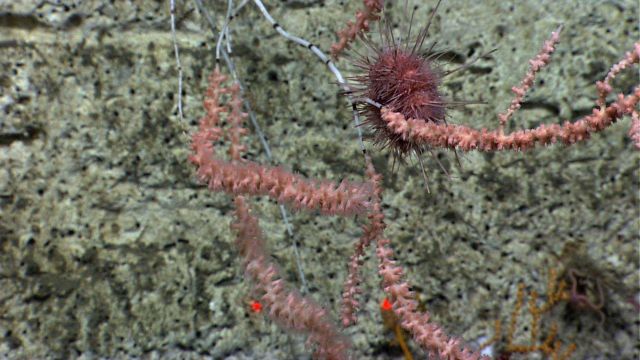 Bamboo coral bush with polyps being munched on by sea urchin. Picture