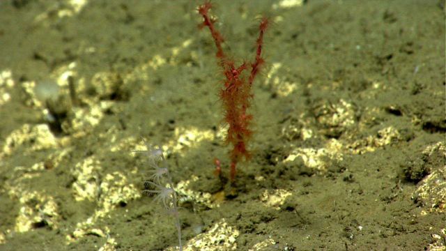 A small white umbellula octocoral and a small red octocoral on a lightly sediment covered rock outcrop. Picture