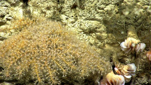Cup corals, a white squat lobster, and a yellow octoral with white polyps. Picture