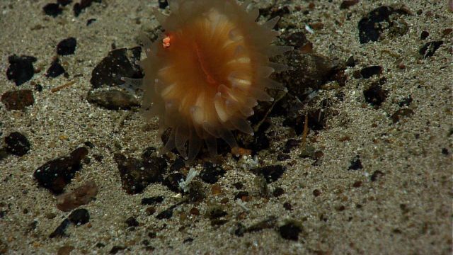 An orange cup coral on a sand and pebble substrate. Picture