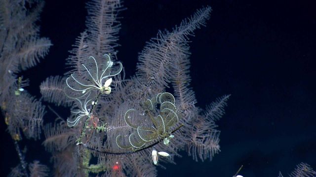 Two feather star crinoids and gooseneck barnacles make a 