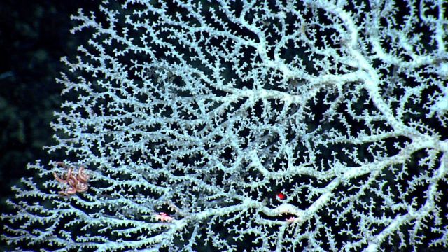 A white stylaster coral with a small pink ophiuroid brittle star. Picture