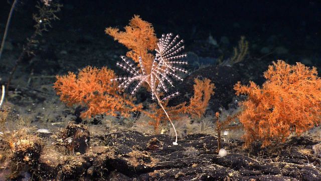 A small iridogorgia sp Picture