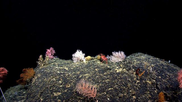 A diverse scene of multi-colored corals, sponges, and a large lithodid crab. Picture