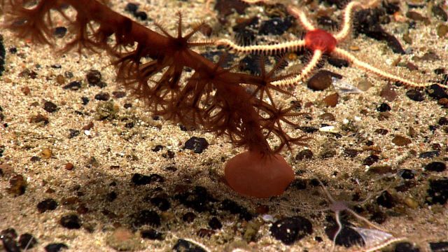 Base of sea pen with two different species of brittle stars, one with central red disk and the other, smaller species, with a white central disk. Picture