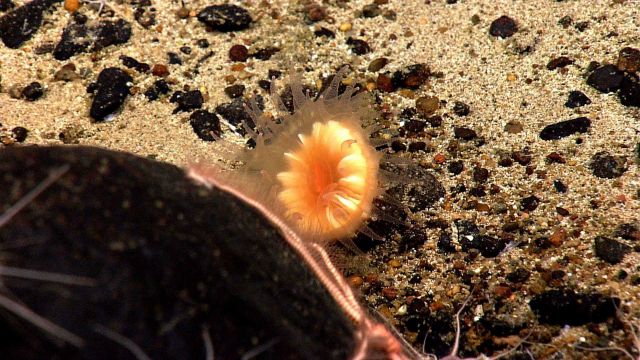 An orange cup coral at the base of a black boulder Picture