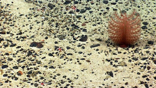 Base of sea pen with two different species of brittle stars, one with central red disk and the other, smaller species, with a white central disk. Picture