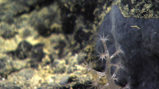A robust translucent octocoral next to a gray encrusting sponge. Picture