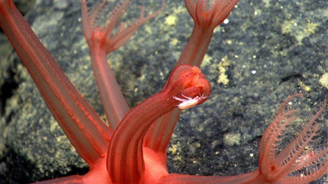 An amphipod on the closed polyp of a red anthomastus octocoral. Picture