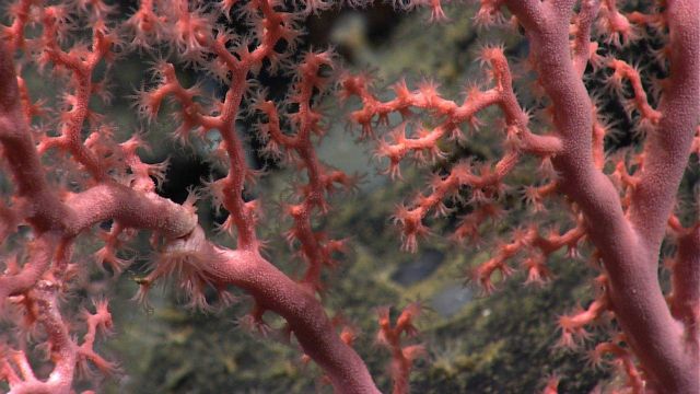 A closeup of the extended polyps of a Paragorgia coral. Picture