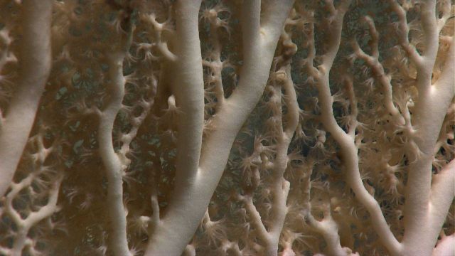 A closeup of the extended polyps of a white morph of a Paragorgia coral. Picture