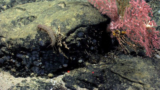 Bluish gray sponges, a white squat lobster, a Paragorgia coral bush, and a somewhat bizarre holothurian with long appendages. Picture