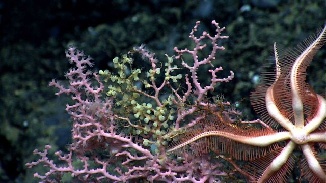 The top of a pink coral bush with yellow-green zoanthids and an orange brisingid sea star. Picture