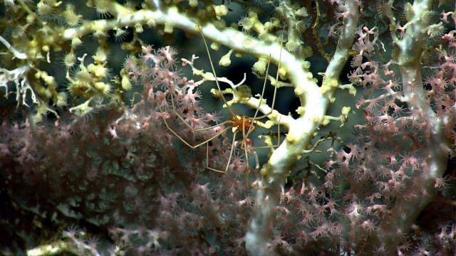 Closeup of a pycnogonid sea spider on large white octocoral. Picture