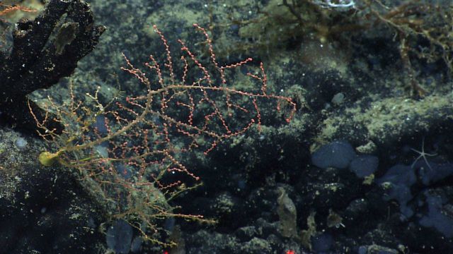 A small coral with polyps retracted. Picture