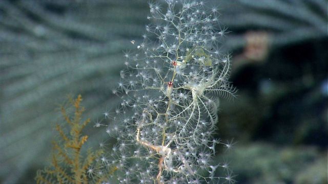 A small white Chrysogorgia coral with two red-headed amphipods, a white , almost perfectly camouflaged feather star crinoid in the right center of the Picture