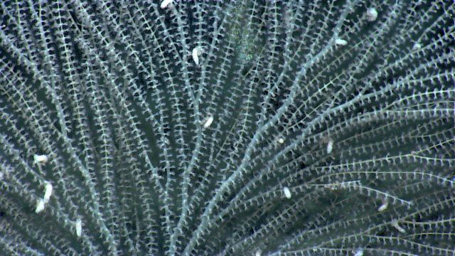 Bamboo coral with unidentified white fuzzy things in branches. Picture