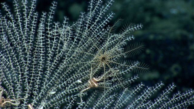 A white echinoderm gives the illusion of being a spider web as it resides on a white bamboo coral Picture