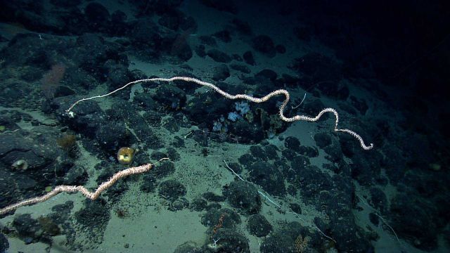 Two large bamboo whip corals over a rocky bottom with a few sponges. Picture
