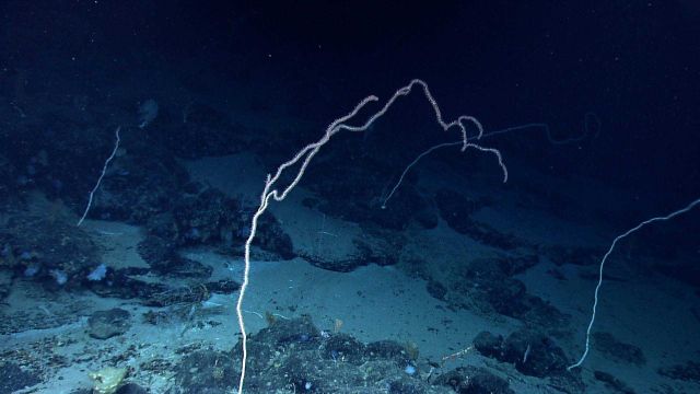 Large live bamboo whip coral amongst stalks of bamboo coral that apparently have had their polyps eaten or died. Picture