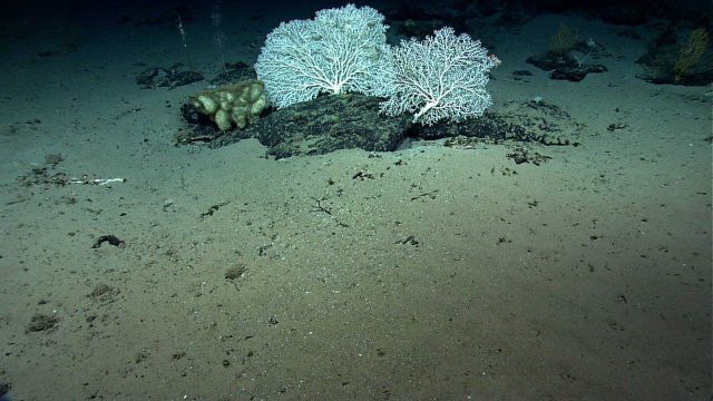 Large white morphs of Paragorgia coral and sponges on a boulder outcropping on a sandy bottom. Picture