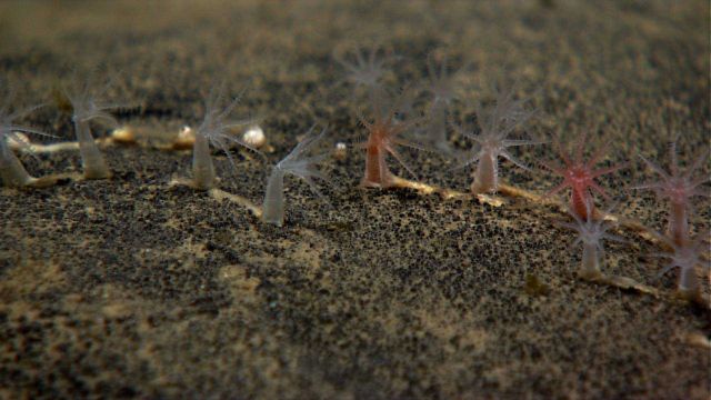 Small white and pink octocorals anchored to a rock. Picture
