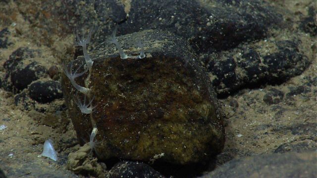 Small translucent octorals Picture