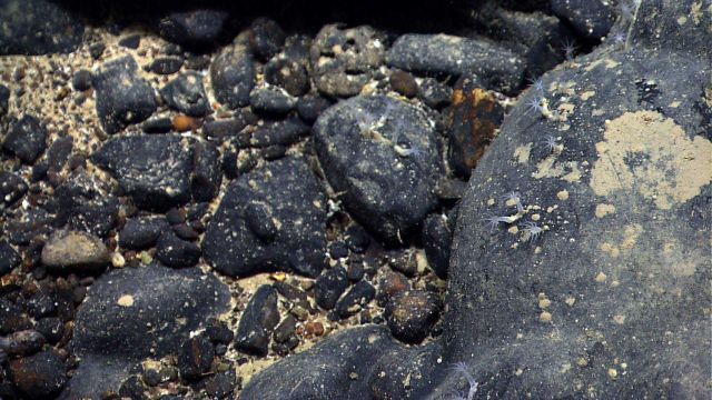 Small white octocorals on a rock base. Picture
