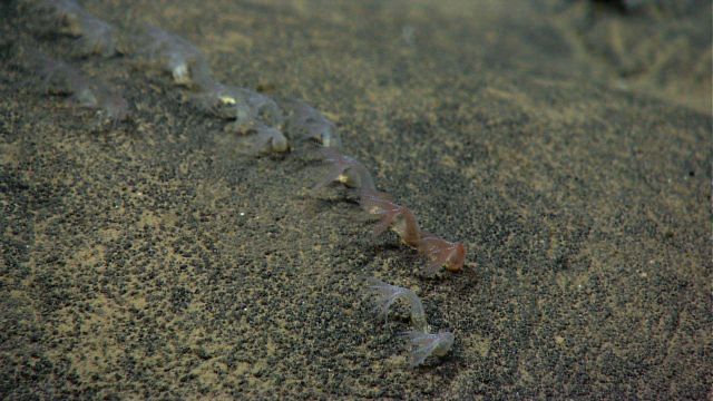 Small white octocorals on a rock base apparently bending with the current. Picture