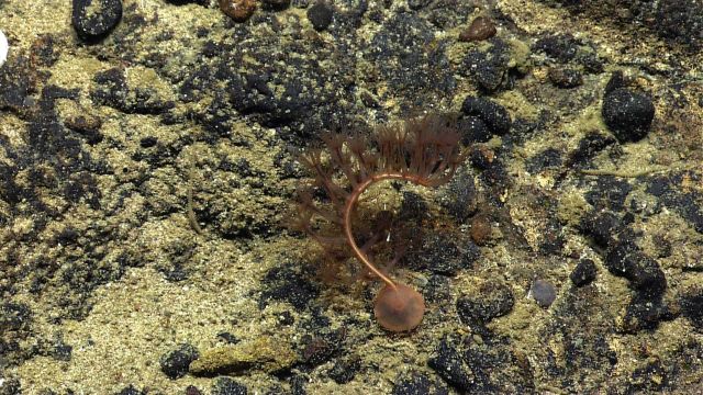A pen coral in the shape of a question mark on a rock substrate Picture
