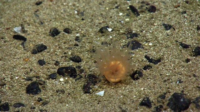 An orange cup coral on a sand and pebble substrate. Picture