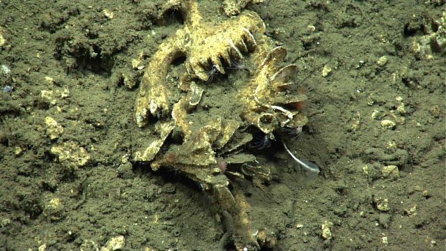 Dead cup corals with what seem to be small octorals and a white tube worm with cirri extended. Picture