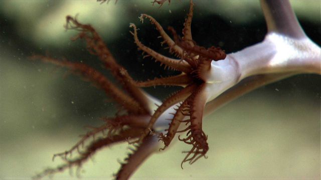 Brown polyps of a white umbellula coral. Picture